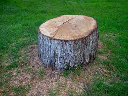 How Our Tree Care Process Works  in  Glasgow, DE