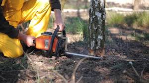 Reliable Glasgow, DE Tree Care Solutions