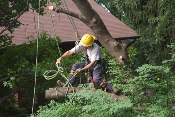 Leaf Removal in Glasgow, DE
